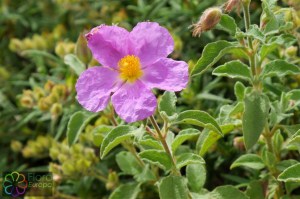 cistus incanus (3)